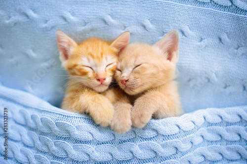 Fotografía Baby cat. Ginger kitten sleeping under blanket