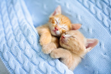 Baby Cat. Ginger Kitten Sleeping Under Blanket