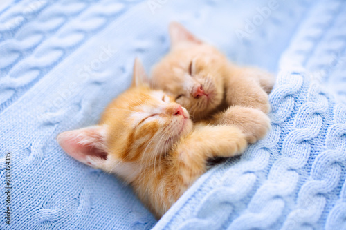 Fotografía Baby cat. Ginger kitten sleeping under blanket