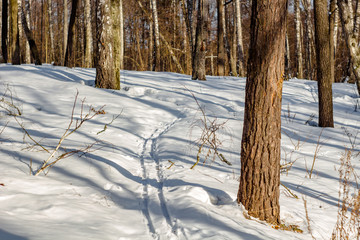 A track in the middle of a snowy grove in winter