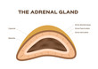 Human kidney / adrenal gland vector