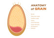 grain anatomy / wheat vector