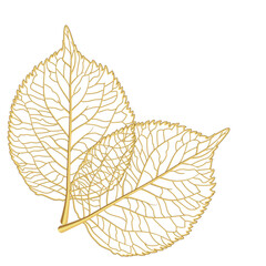 Leaf isolated. Vector illustration. EPS 10