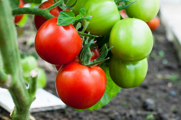 delicious and natural red tomatoes