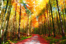 Trees With Yellow Leaves And Pathway In Autumn Forest At Sunny Day. Beautiful Autumn Landscape