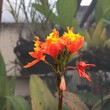 Orquídea 15