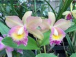 Orquídea 12