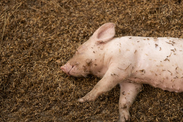 Wall Mural - Newborn piglet lying on floor in organic rural farm agricultural