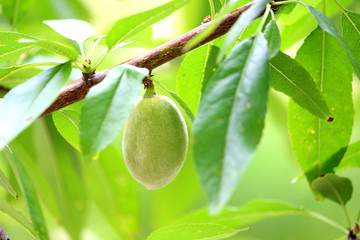 Poster - almond nuts tree 