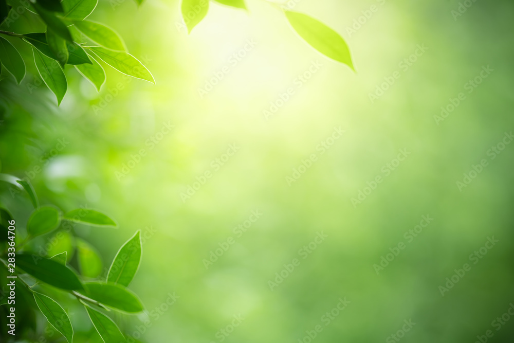 Nature of green leaf in garden using as background natural leaves wallpaper - obrazy, fototapety, plakaty 