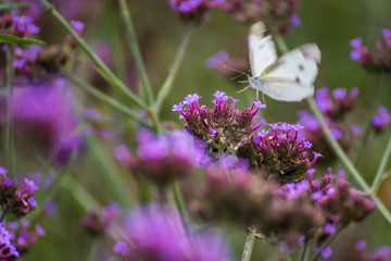 Butterfly insect alone on the flowers in the garden.Thailand.