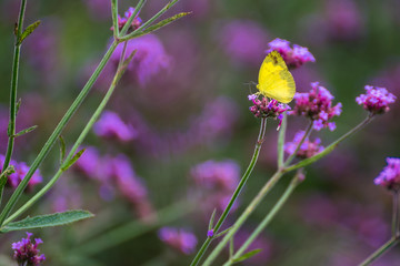 Butterfly insect alone on the flowers in the garden.Thailand.