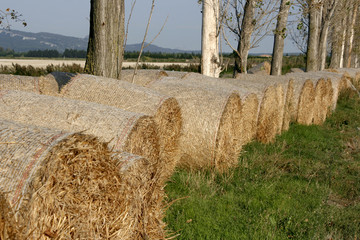 Wall Mural - balle de paille