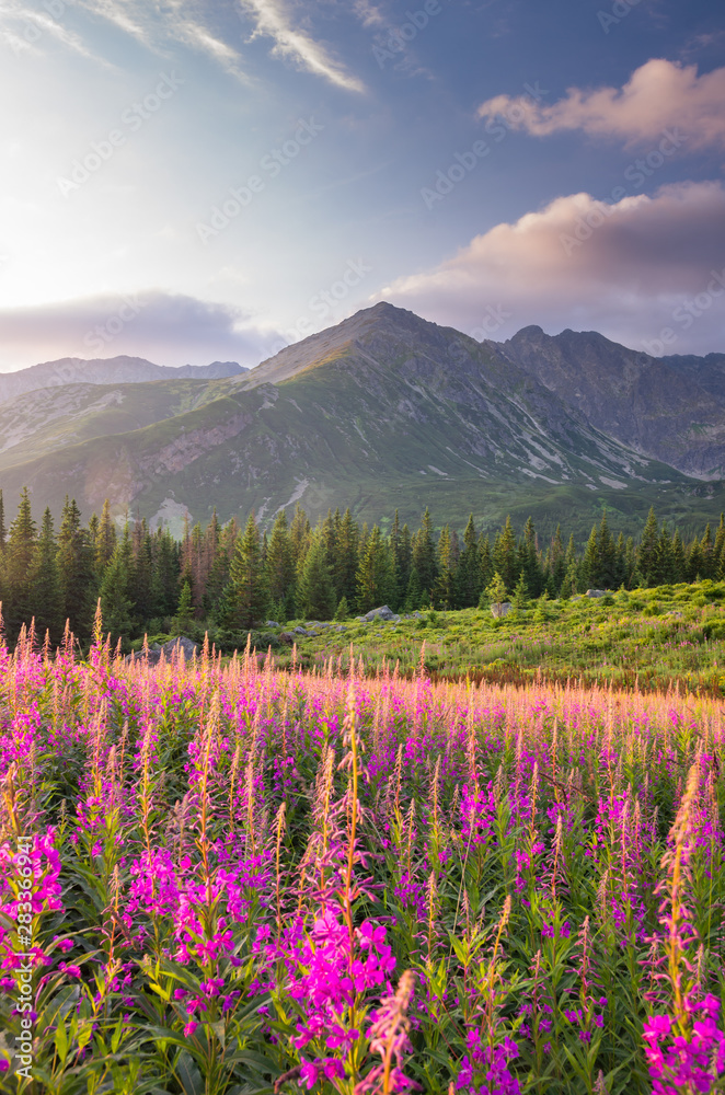 Mountain landscape, Tatra mountains panorama, Poland colorful flowers and peaks in Gasienicowa valley (Hala Gasienicowa), summer - obrazy, fototapety, plakaty 