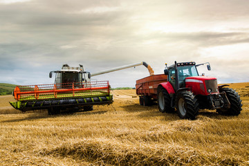 Wall Mural - combine harvester in action and transferring the seeds in the trailer of a tractor