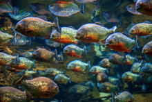 Red Piranha Fish Swim In Group