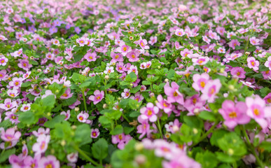 Poster - pink flowers