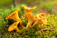 Chanterelle Mushrooms In A Forest. Edible Mushrooms