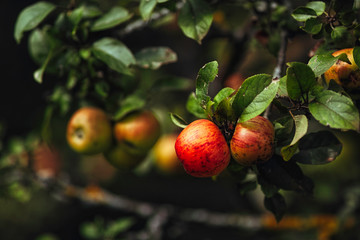 Baroque Apple Tree