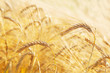 Ears of barley in a field. Harvesting period