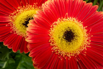 Wall Mural - daisy flowers