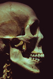 Fototapeta Lawenda - profil czaszki