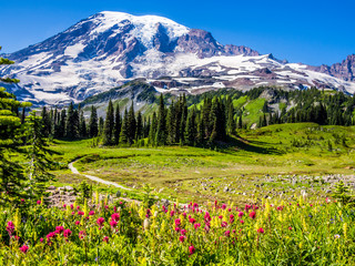 Wildflowers at Mount Rainier National Park