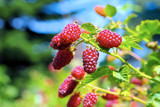 Tayberrry Beeren an der Pflanze im Garten -Tayberry fruits on the plant in garden