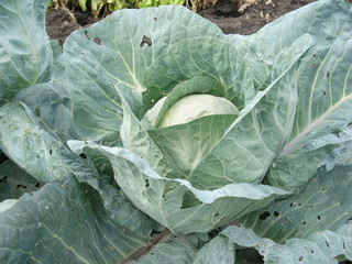 White cabbage in the garden.