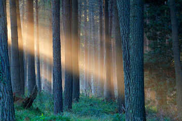 Wall Mural - Rays of sunlight late afternoon in a pine forest .