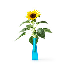 Sunflower In Blue Vase