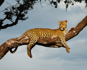 leopard in morning glow