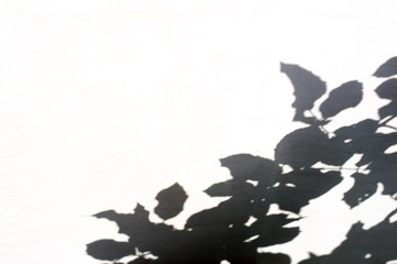 Wall Mural - Roses leaves shadow on white wall Background. Abstract nature pattern. Bright midday shadows. Blank copy space.