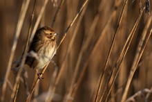 Female Reed Bunting On Reeds