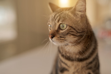 Poster - Beautiful short hair cat sitting on white table at home