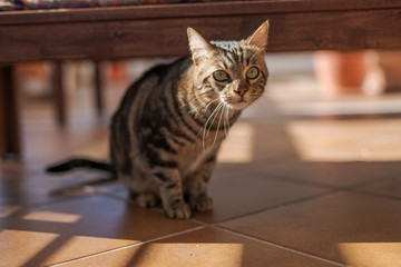 Poster - Beautiful short hair cat playing and lying on the floor at the garden at home