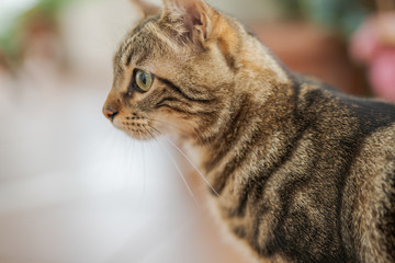 Poster - Beautiful short hair cat playing and lying on the floor at the garden at home