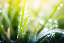 Green Grass With Dew Drops In Spring, Macro Nature Background