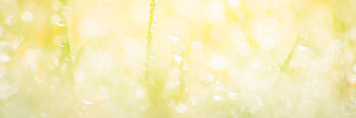 green grass with dew drops in spring, macro nature background