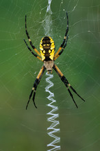 Black And Yellow Argiope (Argiope Aurantia) On Web. Large Orb-weaver Is Common In Eastern North American Gardens In Late Summer And Early Fall And Thus Is Often Called A "garden Spider." 