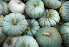 Colorful Gourds And Pumpkins On Display For Sale In Supermarket.
