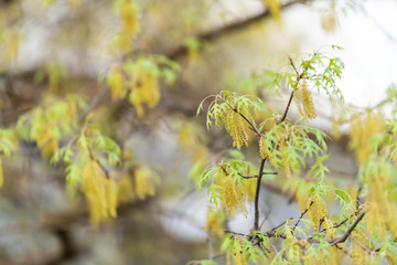 Wall Mural - Green and yellow oak tree leaves with tassels catkins flowers in early spring and bokeh background in Virginia