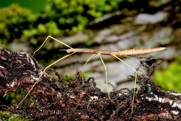 Wall Mural - Stick insect or Phasmids (Phasmatodea or Phasmatoptera) also known as walking stick insects, stick-bugs, bug sticks or ghost insect. Stick insect camouflaged on tree. Selective focus, copy space