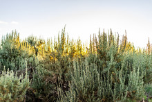View Of Sunset Through Grass Green Desert Plants In Ranchos De Taos Valley And Green Landscape In Summer With Sunlight