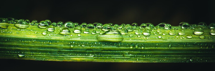 Poster - fresh morning dew drops on green grass, spring macro nature background, close up of water droplets on grass