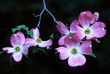 Blossoms of pink variety of flowering dogwood (Cornus florida).
