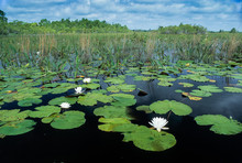 Fragrant Water Lilies (Nymphaea Odorata) In Okefenokee Swamp National Wildlife Refuge In Southeast Georgia, U.S.A.