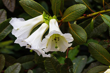 Tropical, White Flowering Trumpet Vine With Large Veined Leaves
