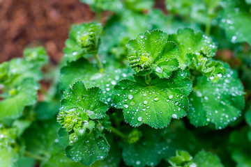 Wall Mural - Macro closeup of green wet geranium leaves in garden with wet rain water drops during day in Colorado