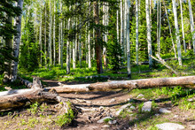 Aspen Forest Path In Thomas Lakes Hike In Mt Sopris, Carbondale, Colorado On Sunny Day With Log Fallen Tree Crossing
